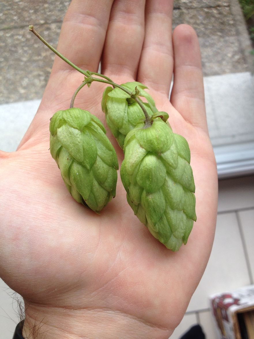 Granulés De Houblon Perle 100g - Acides Alphas 8.0% - Houblon Allemand Classique Pour Brassage Maison Bière